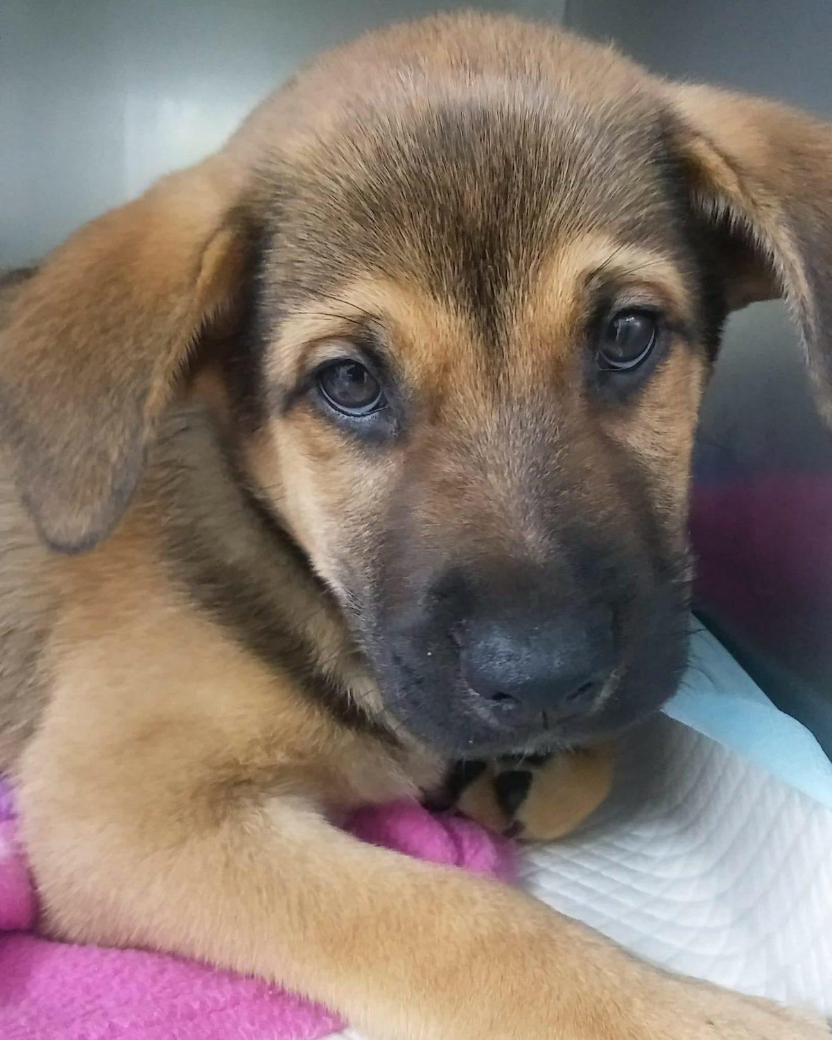 35552184_1741047722646679_5653044918591946752_n