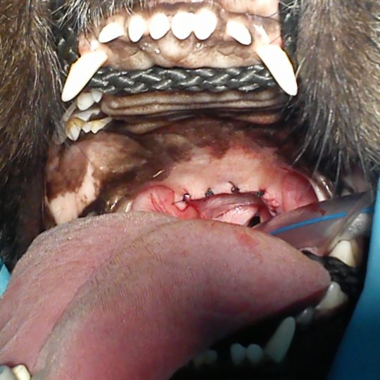 pies krótkopyski leczenie w klinika weterynaryjna lublin