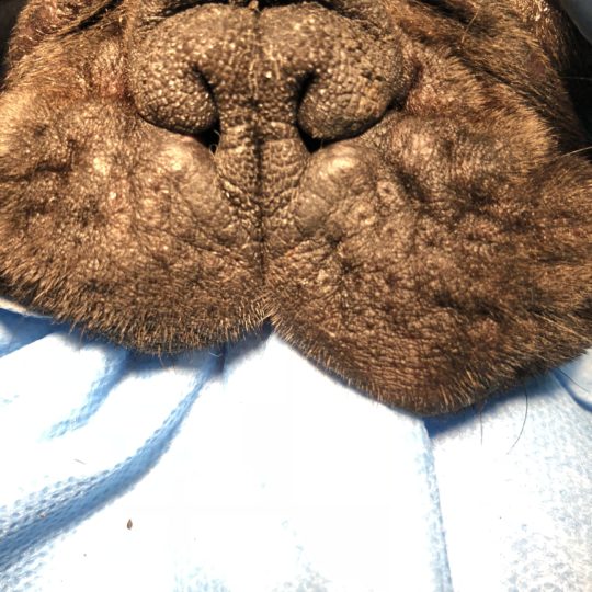 Leczenie w klinice weterynaryjnej lublin psa krótkopyskiego