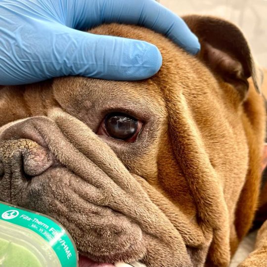 problem ze wzrokiem u psa leczenie przez okulistę w klinice weterynaryjnej lublin