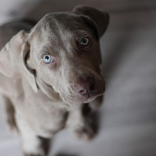 Padaczka lekooporna u psów i kotów