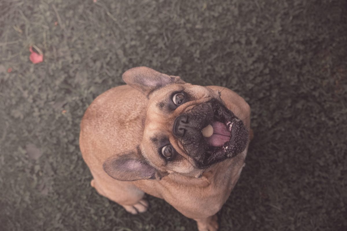 french-bulldog-6484842_1280-1200x800.jpg