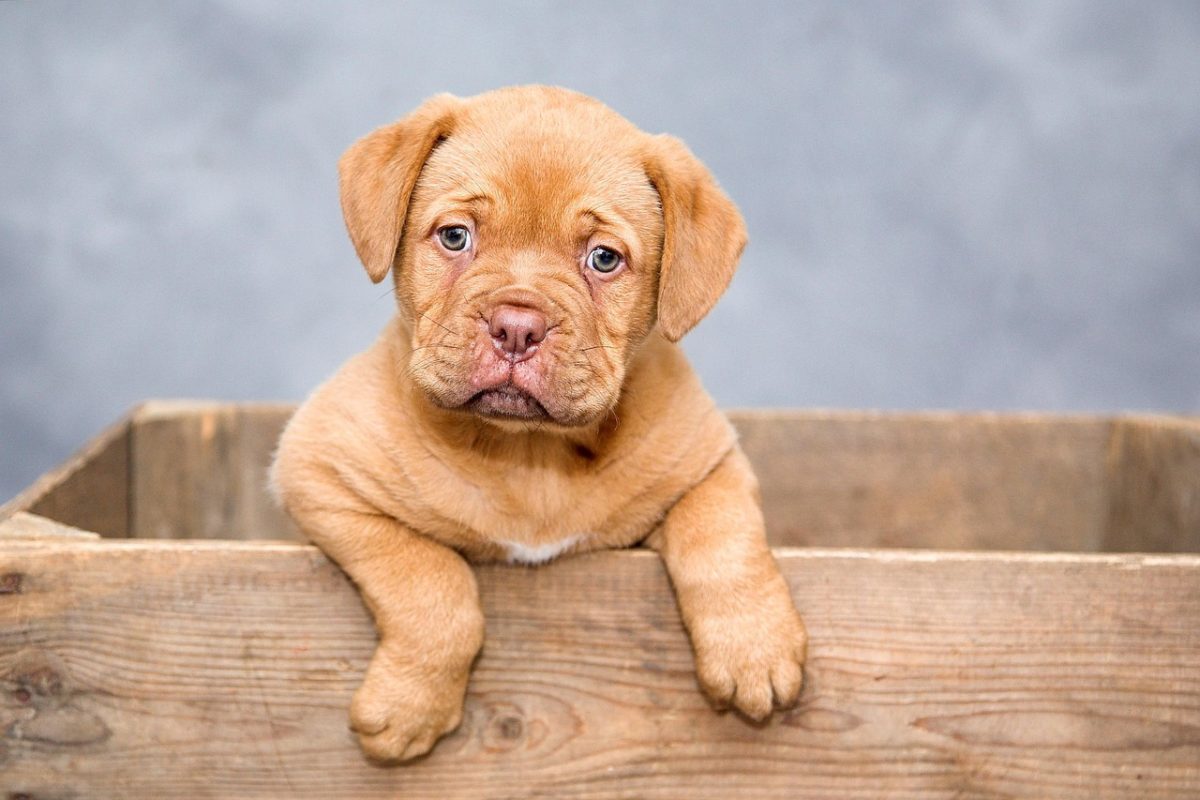 puppy-1047521_1280-1200x800.jpg