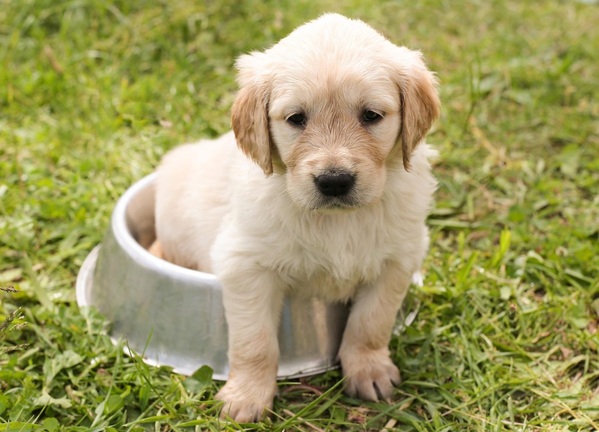puppy-1207816_1280-1200x866.jpg